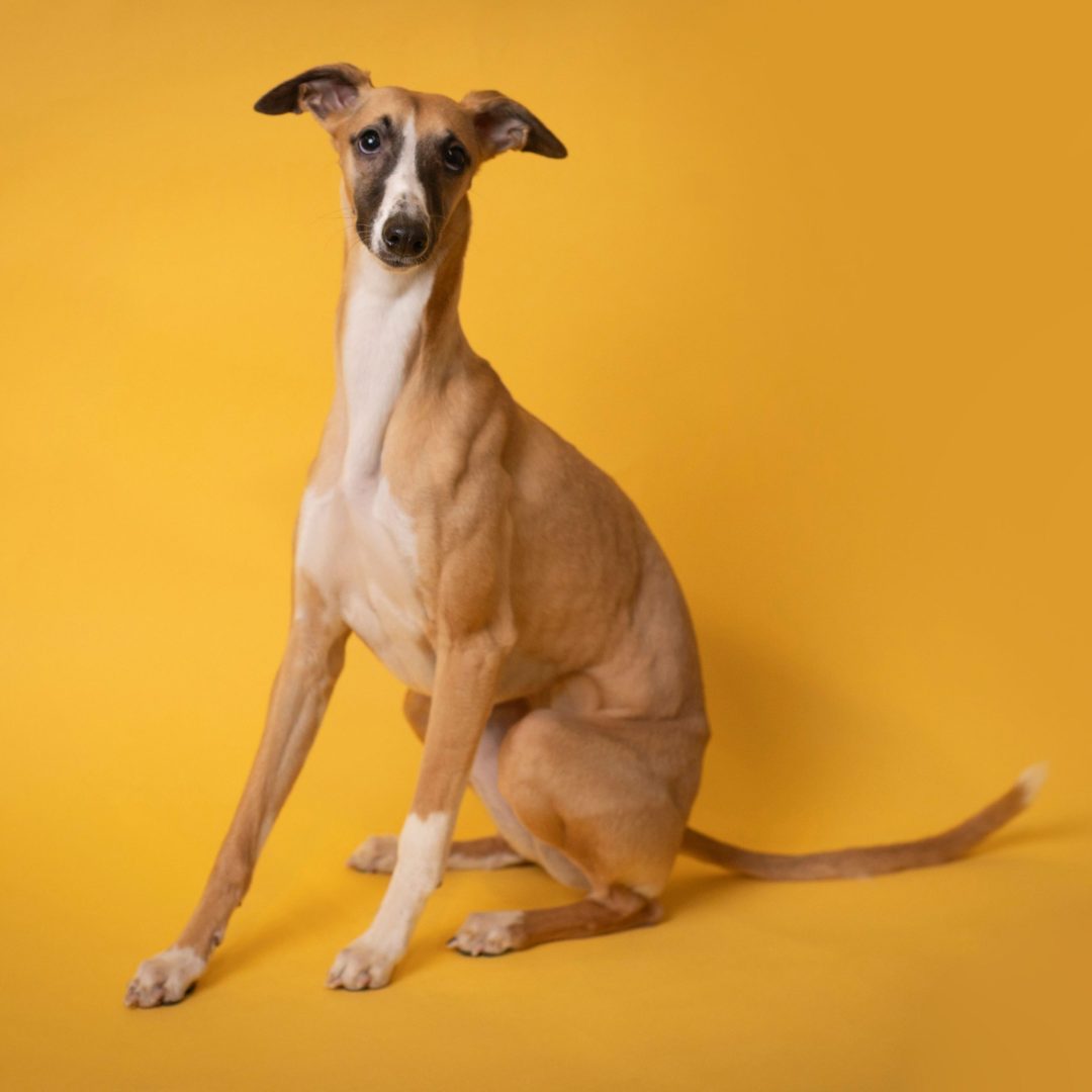 Fotografia-Mascotas-en-Zarago-Whippet-galgo14