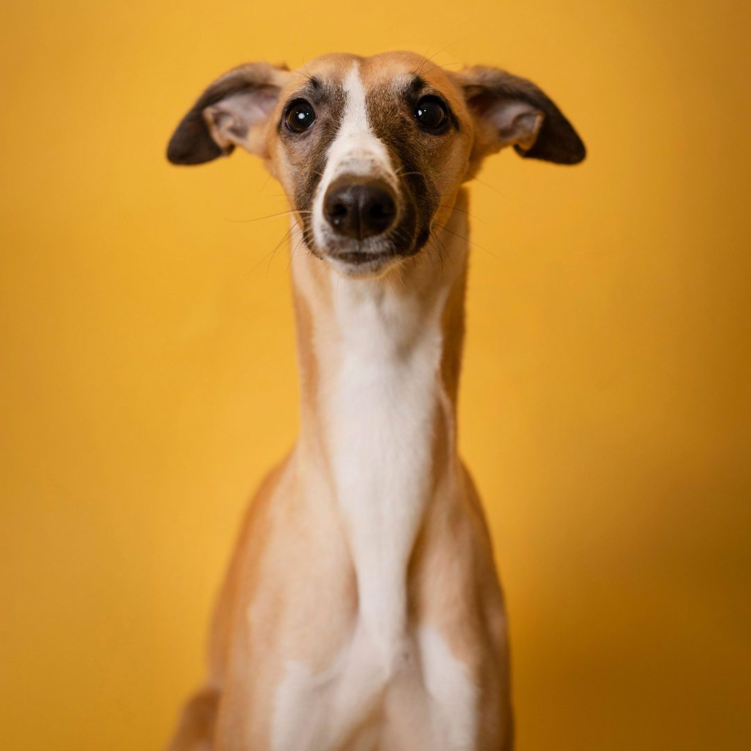 Fotografia-Mascotas-en-Zarago-Whippet-galgo15