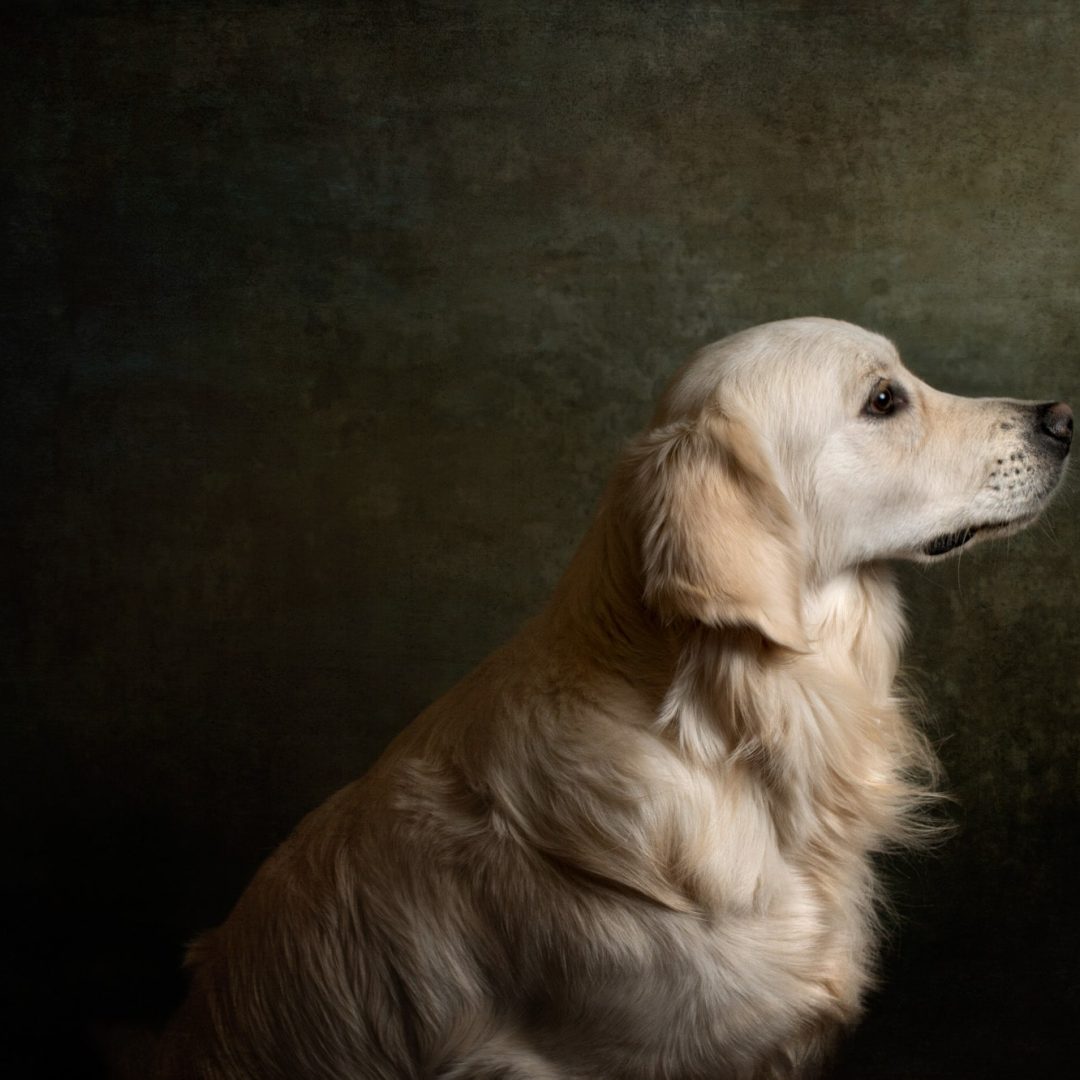 Fotografia-Mascotas-en-Zaragoza_Gabriela-Mallea_25-HRZ