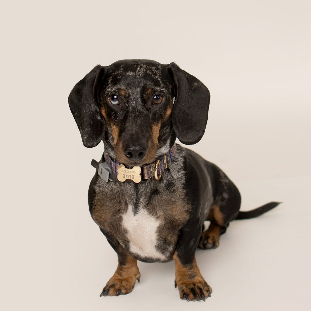 Fotografia-Mascotas-en-Zaragoza_Gabriela-Mallea_a-02