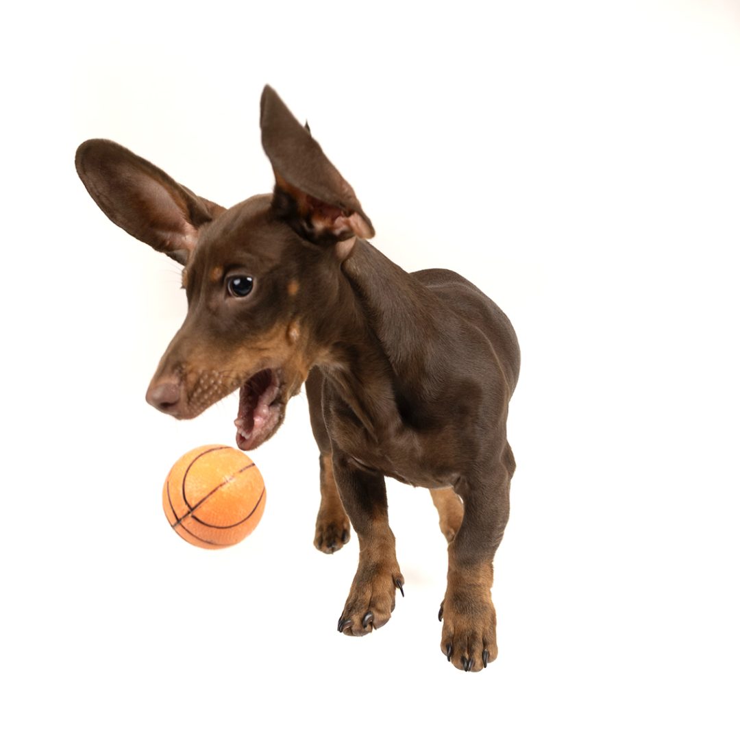 Fotografia-Mascotas-en-Zaragoza_Gabriela-Mallea_a-13