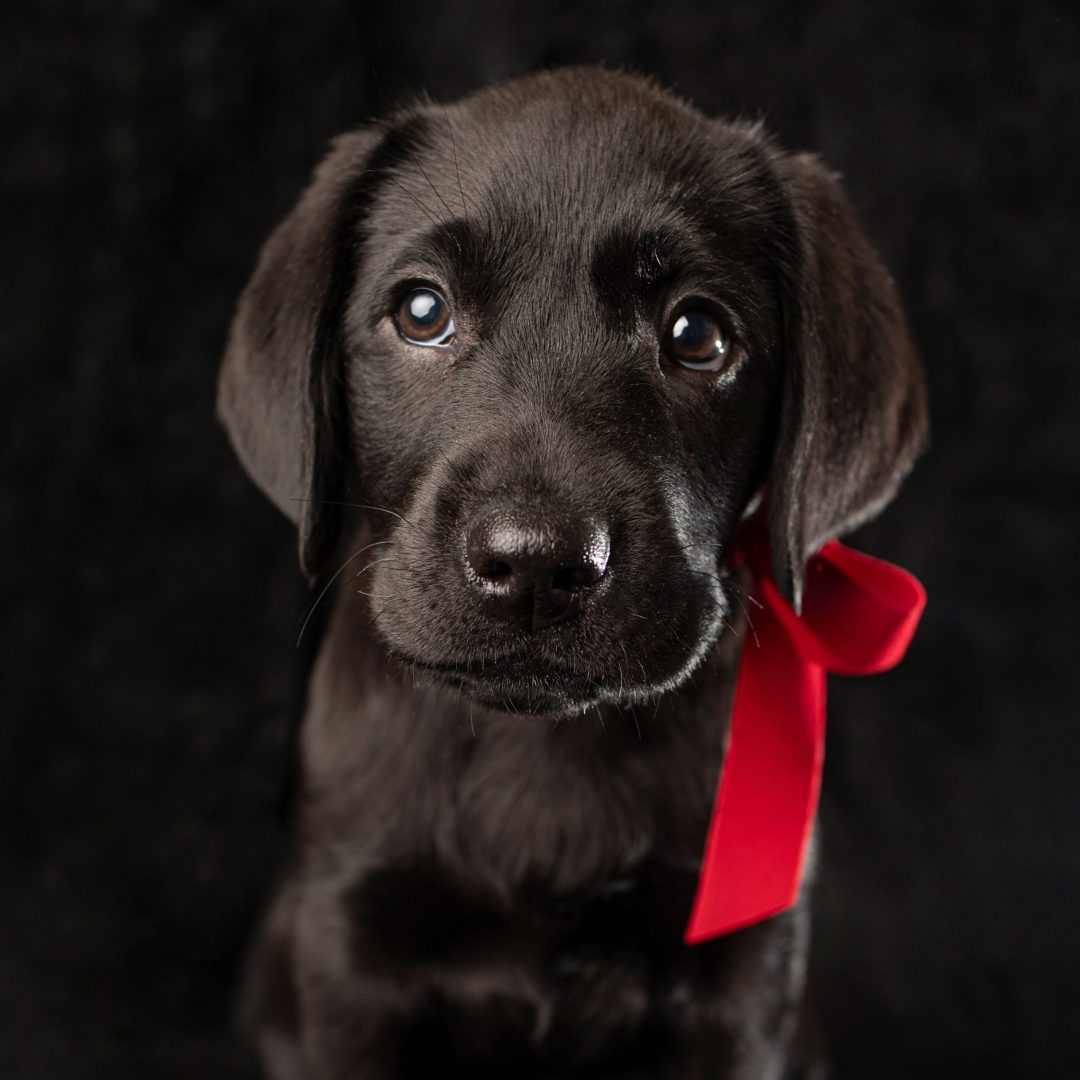 Fotografia-Mascotas-en-Zaragoza_Gabriela-Mallea_labrador02
